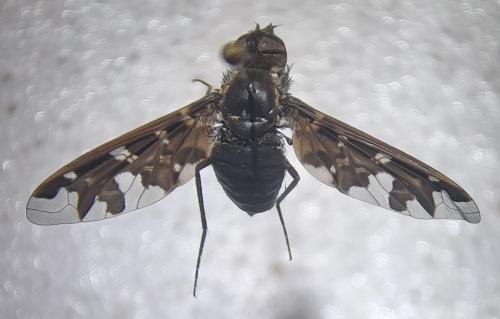 Exoprosopa jacchus